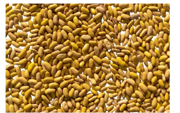 HARICOTS JAUNES 25KG