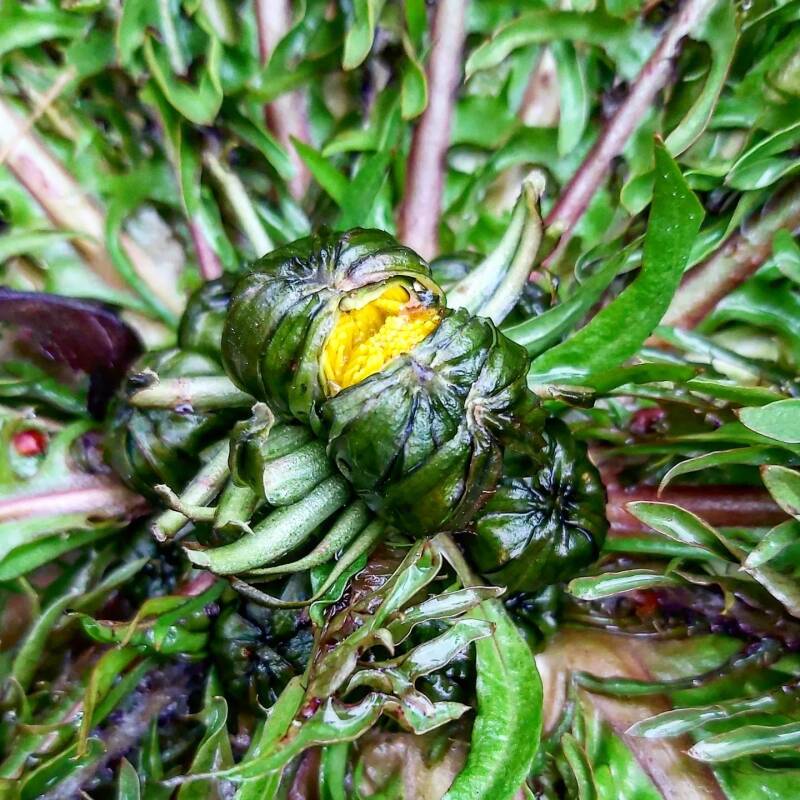 Geborgenheid, knop Paardebloem, kindje op mijn borst, ik kan het wel, onzekerheid, tot bloei komen