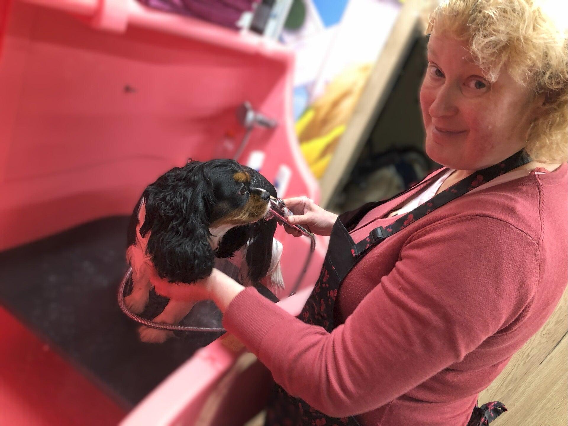 Hondenkapsalon Beveren