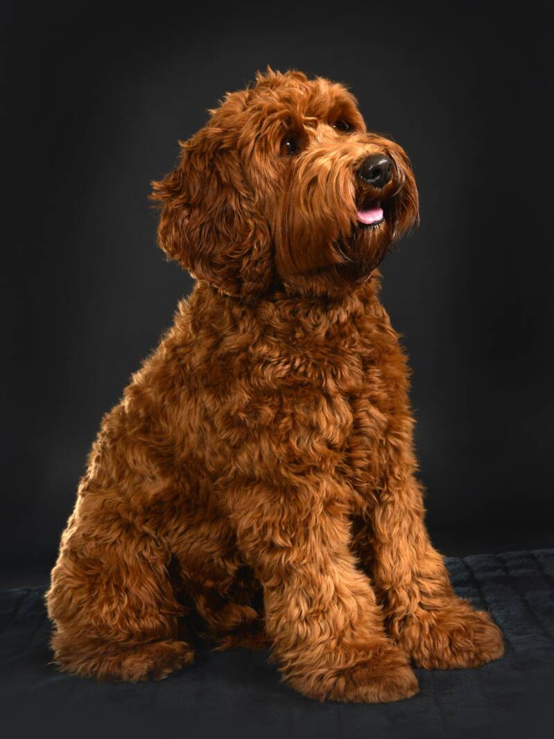 Labradoodles playground Baerke