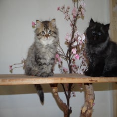 dsc00988jpg.jpg