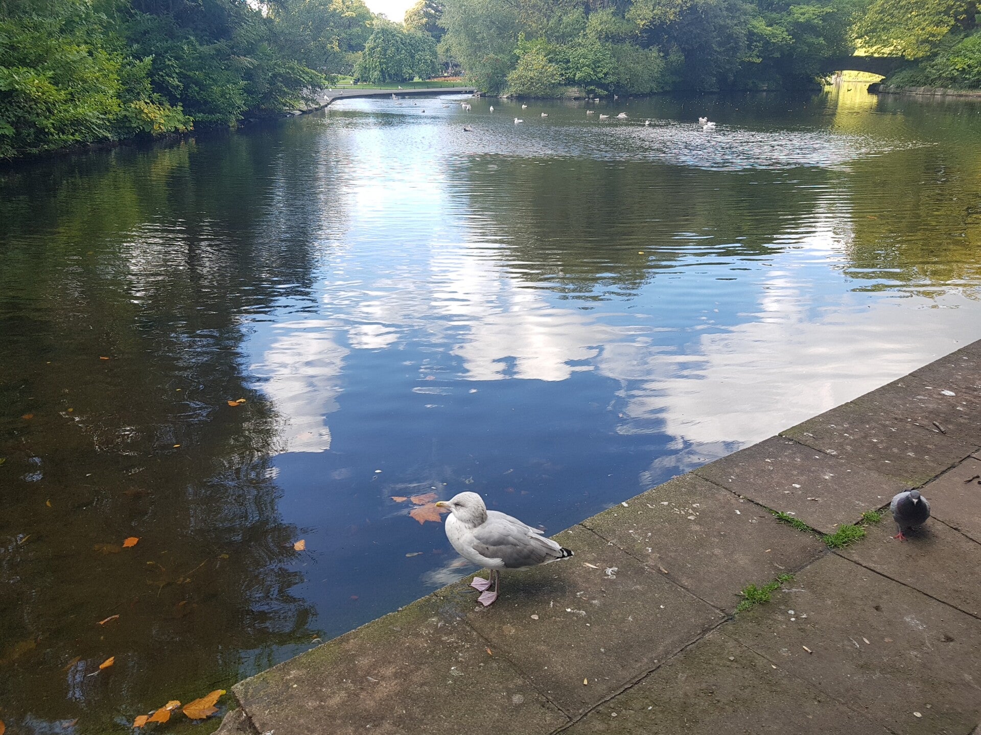 20170921_125034-standard.jpg