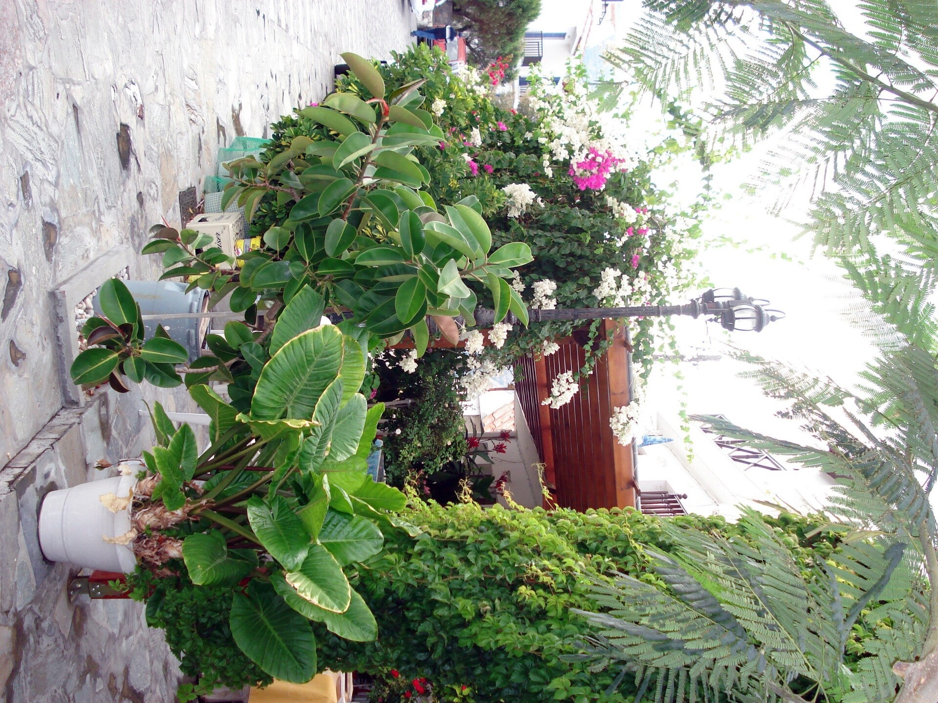 dsc00192-standard.jpg