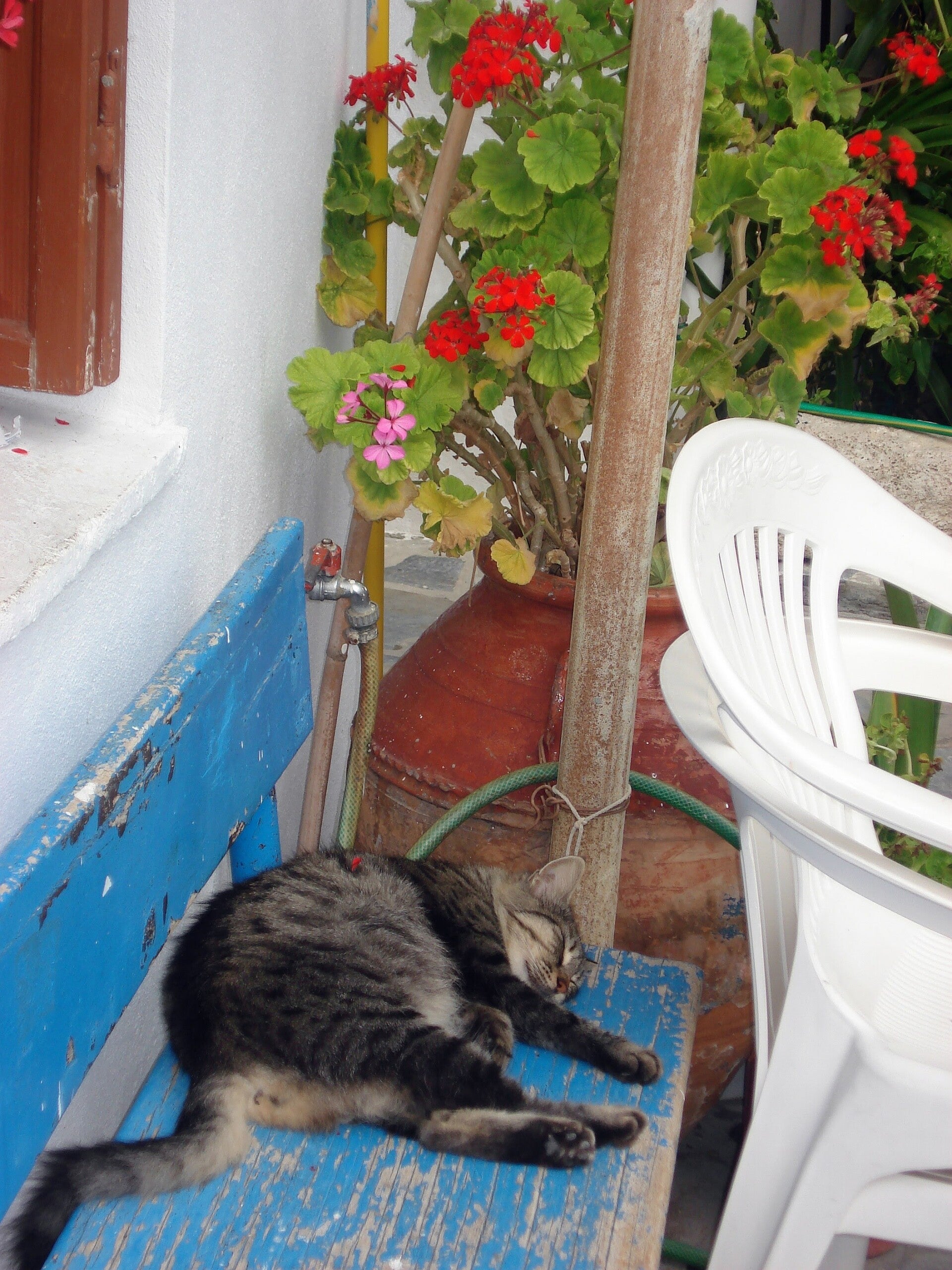 dsc00195-standard.jpg
