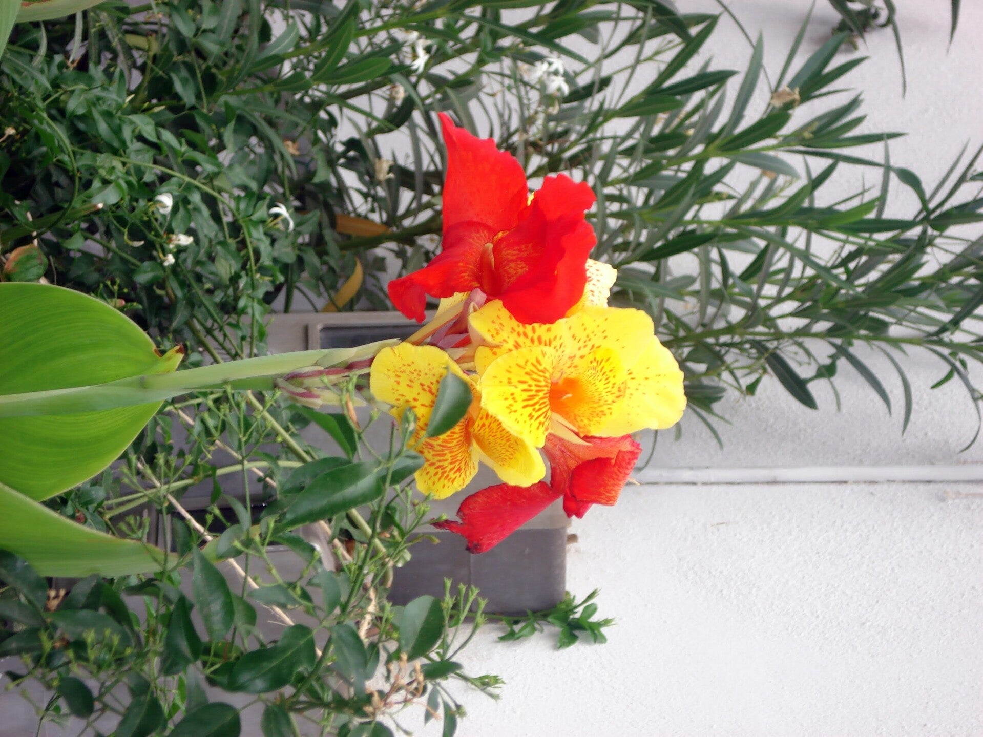 dsc00205-standard.jpg