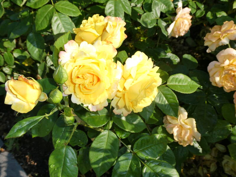 p1020600-standard.jpg