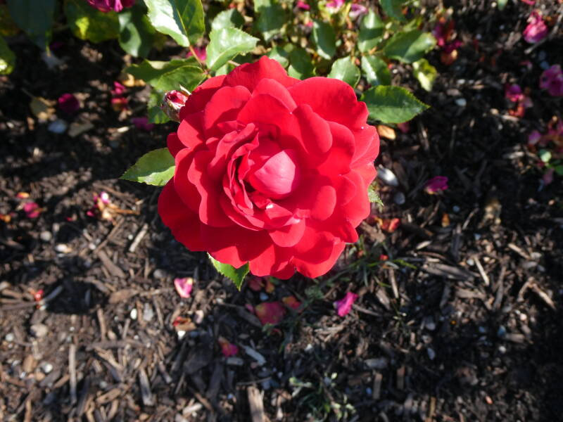 p1020603-standard.jpg