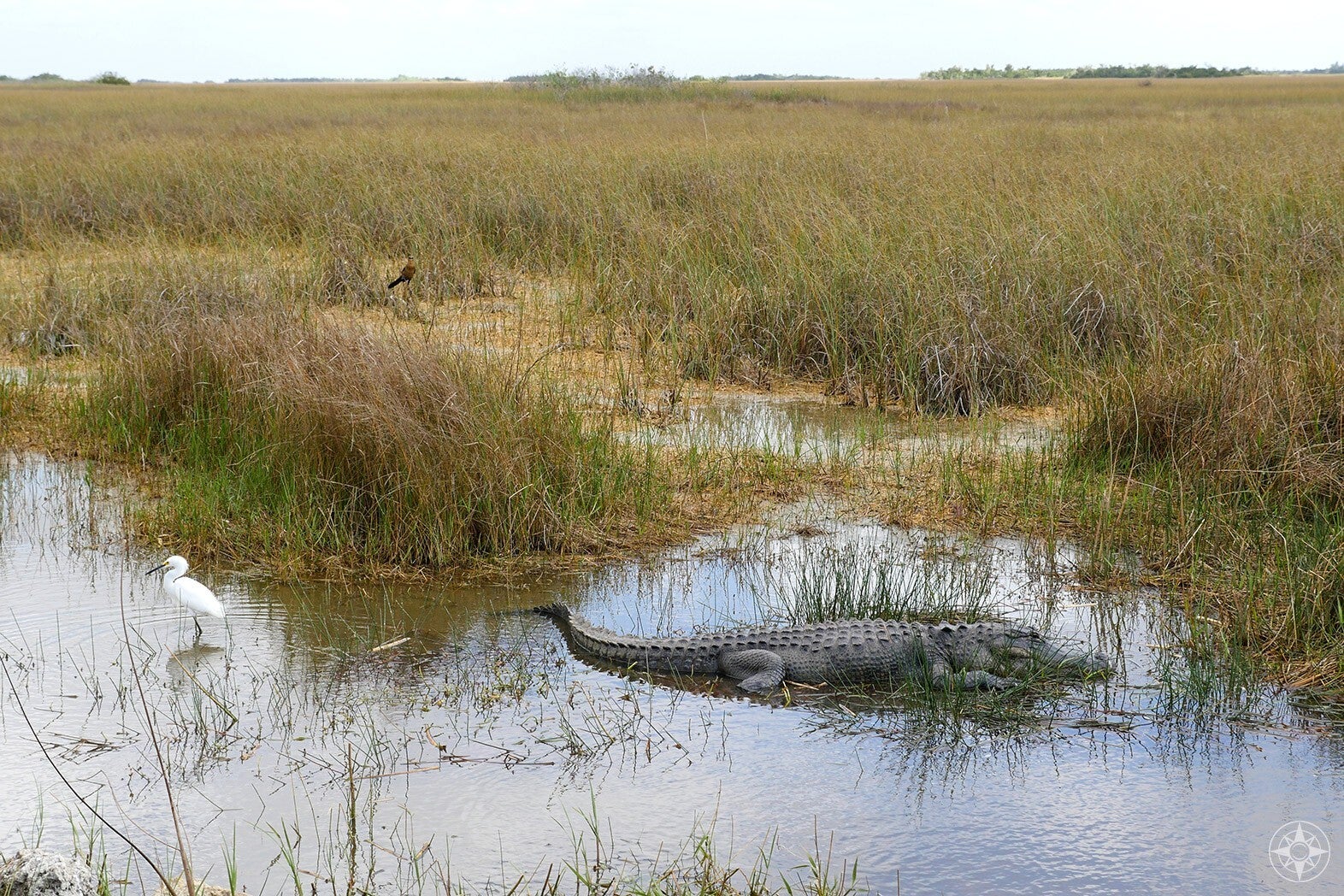 sharkvalley-everglades_happierplace_01-2x-standard.jpg