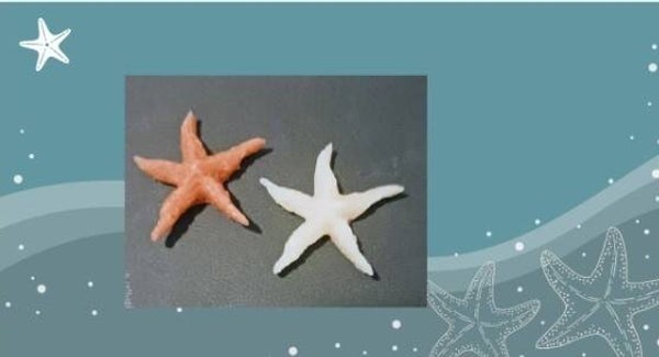 Starfish wax melts