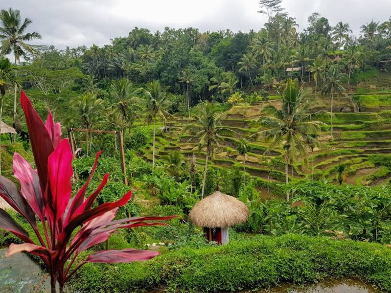 Tegallalang rijstterrassen, Ubud