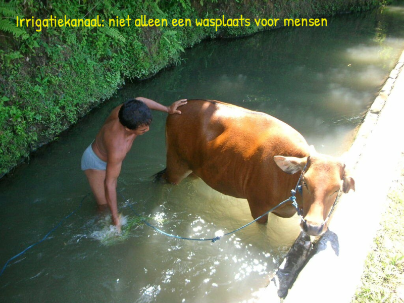 sapi wordt gewassen in een irrigatiekanaal