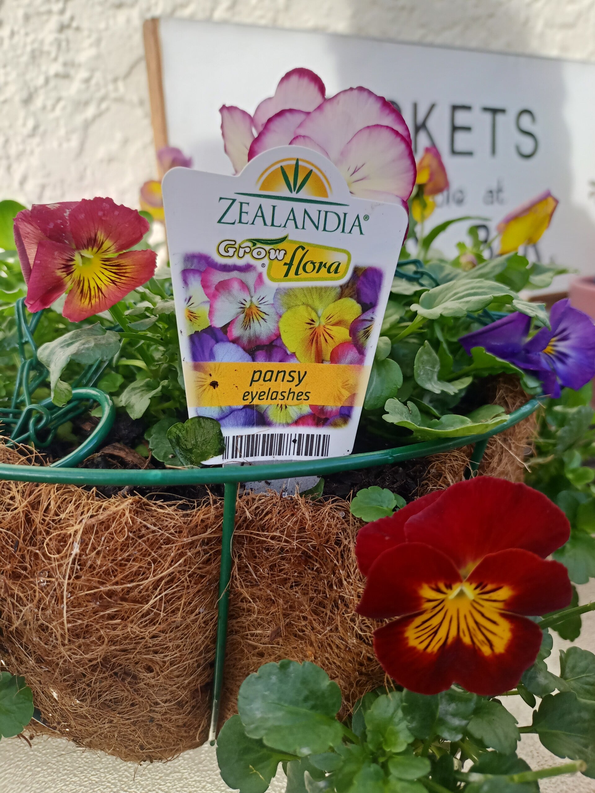 Pansies in hanging baskets