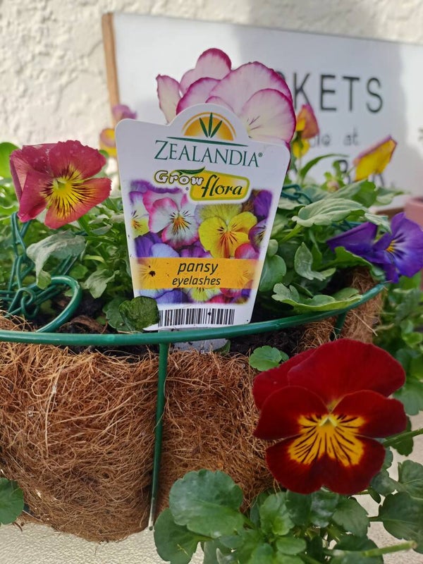 Pansies in hanging baskets