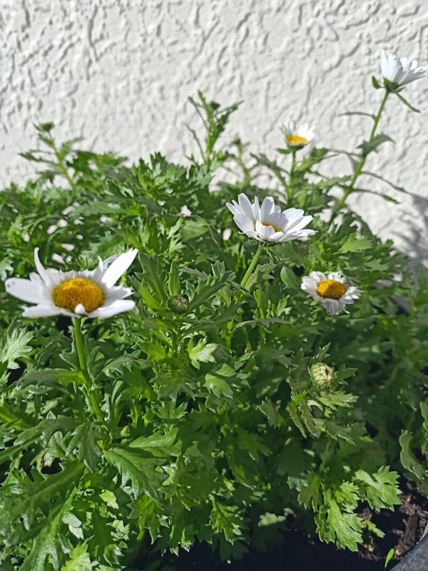 Chrysanthemums Plastic Terracotta