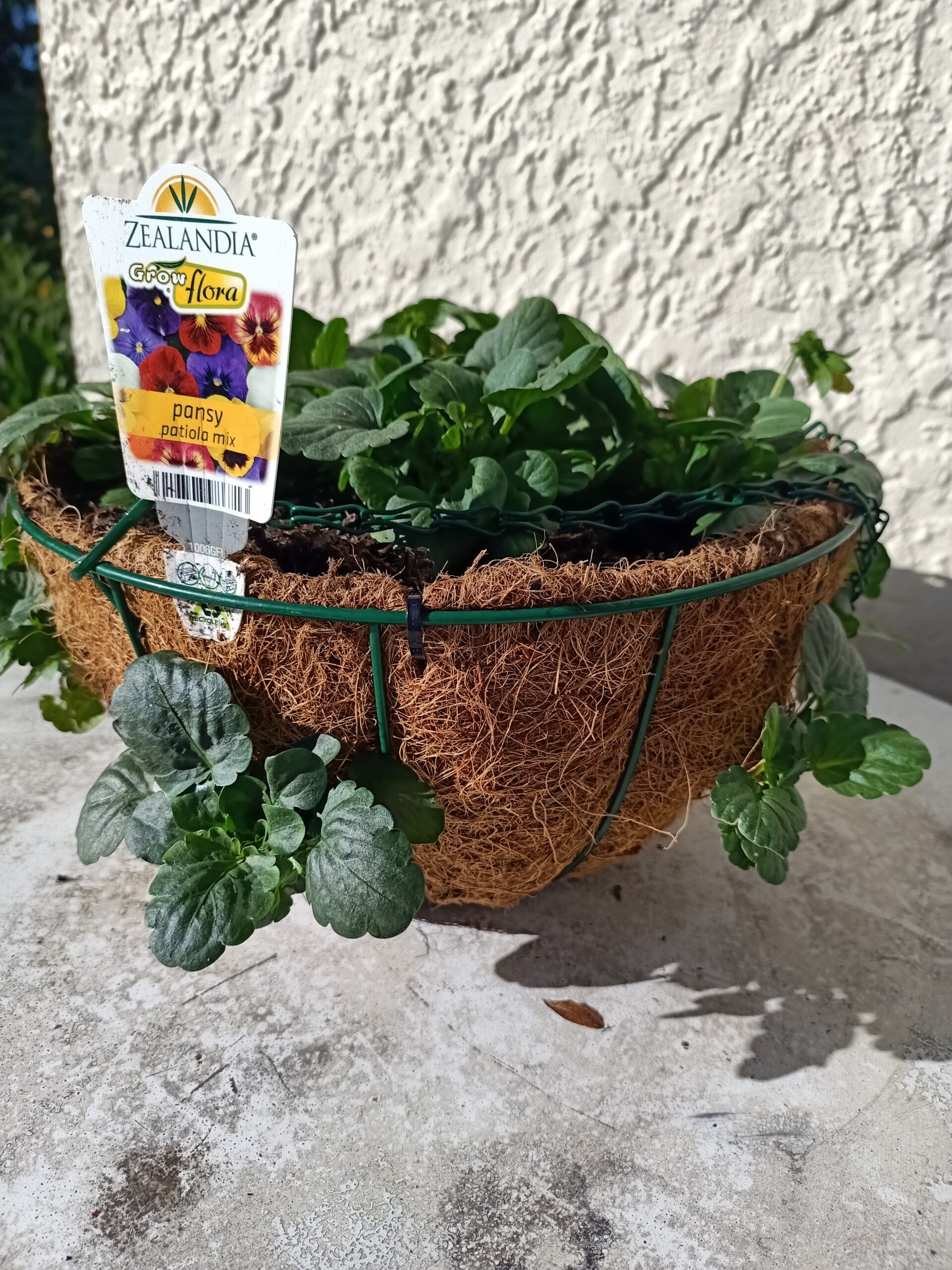 Pansies in hanging baskets