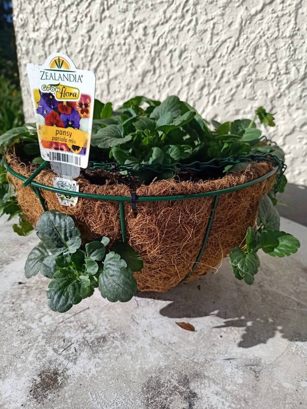 Pansies in hanging baskets