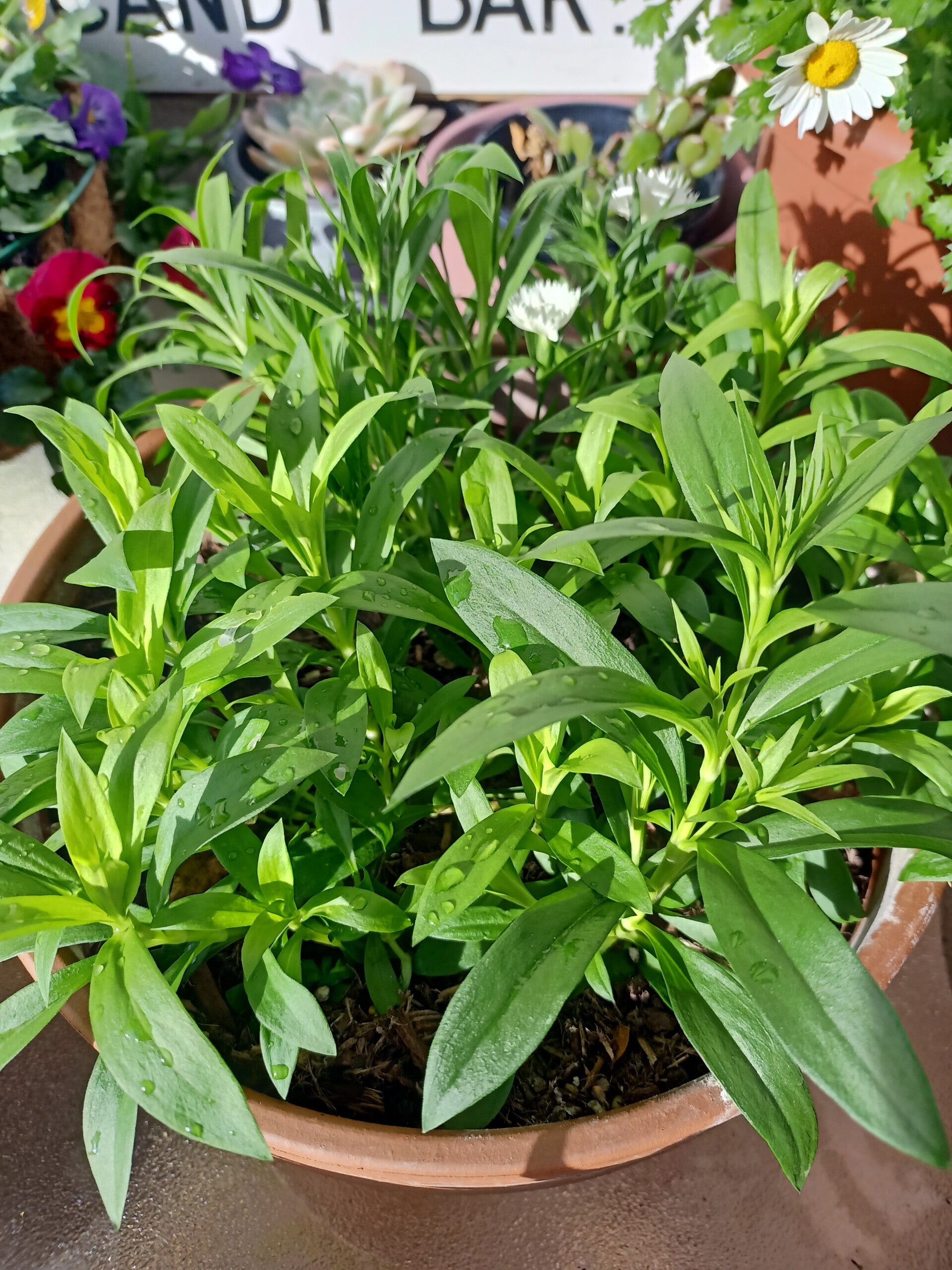White Dianthus on Terracotta