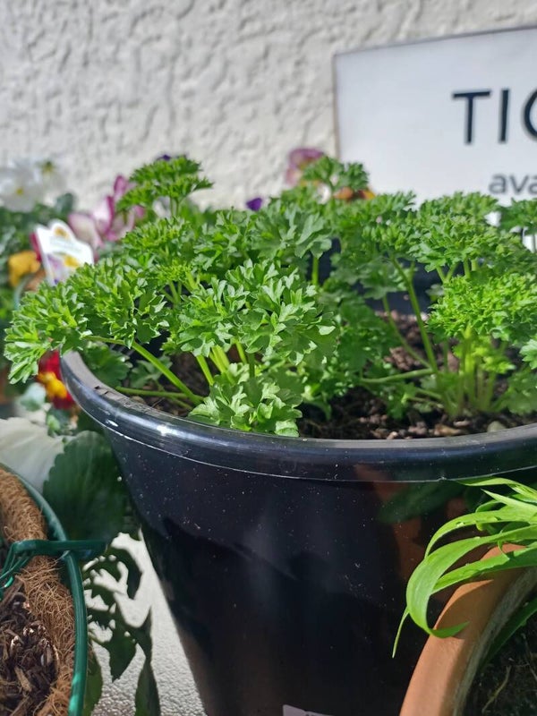 Parsley in a pot