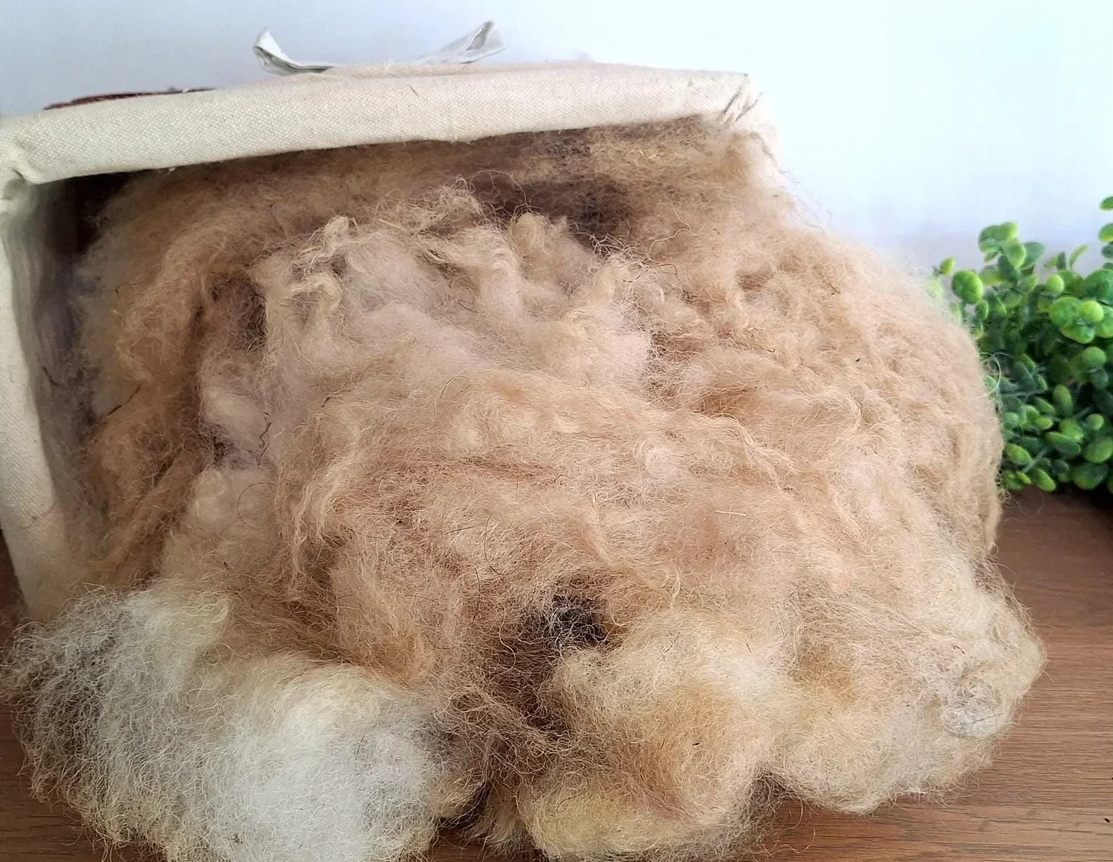 Ruwe fleece, Wallis blacknose