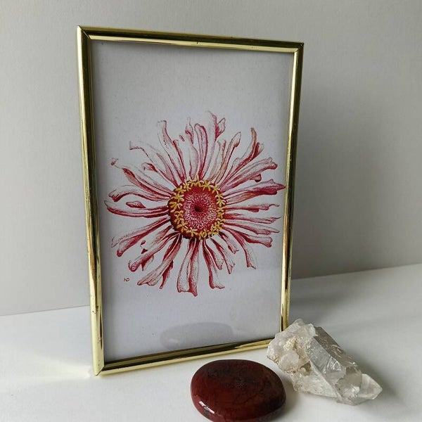 Zinnia in vintage lijstje