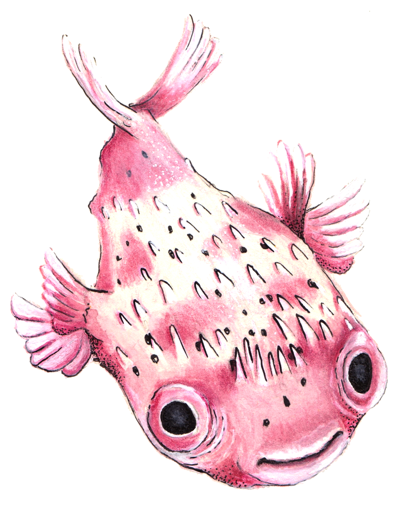 Waterverf illustratie van pufferfish in roze en wit.
