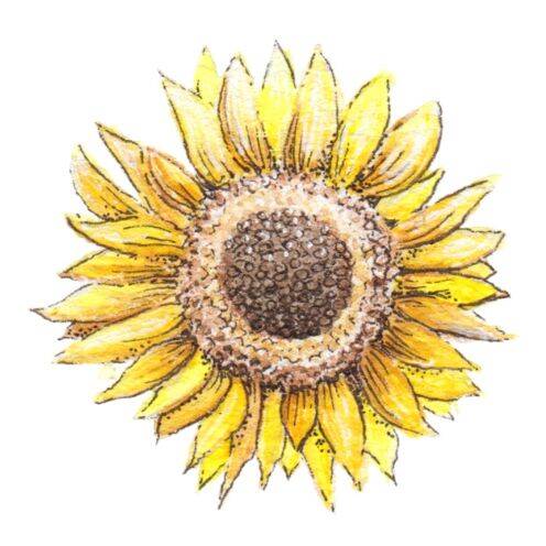 Illustratie van een zonnebloem.
