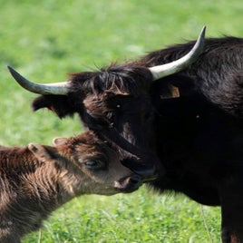 vache.jpg