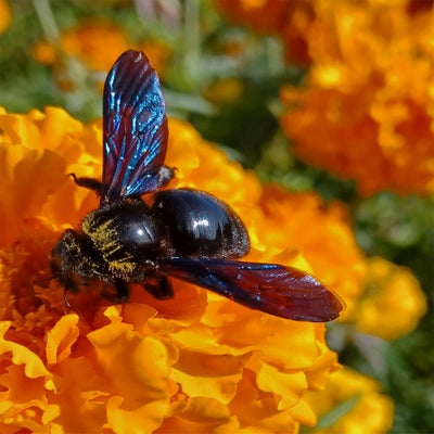abeillecharpentire_07.jpg