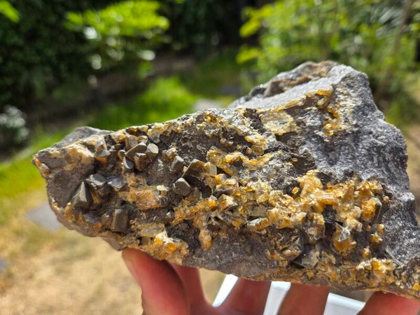 Bariet Jenikov, Tsjechië