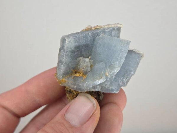 Blauwe Bariet Spanje