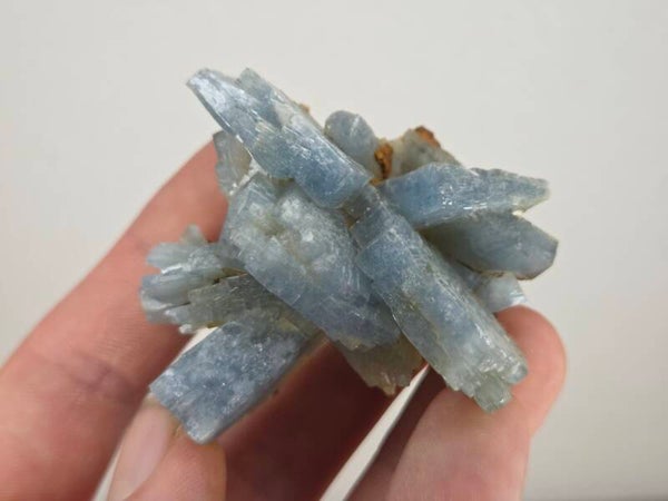 Blauwe Bariet Spanje