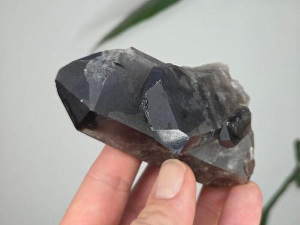 Rookkwarts Brazilië