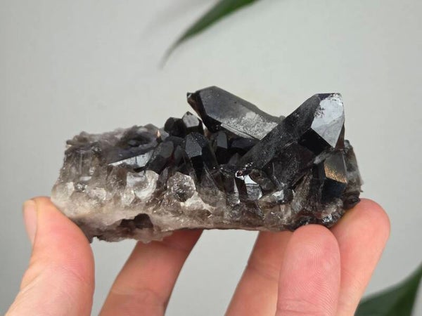 Rookkwarts Brazilië