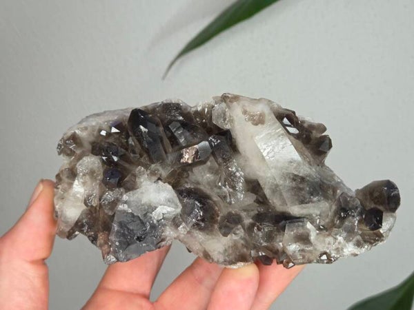 Rookkwarts Brazilië