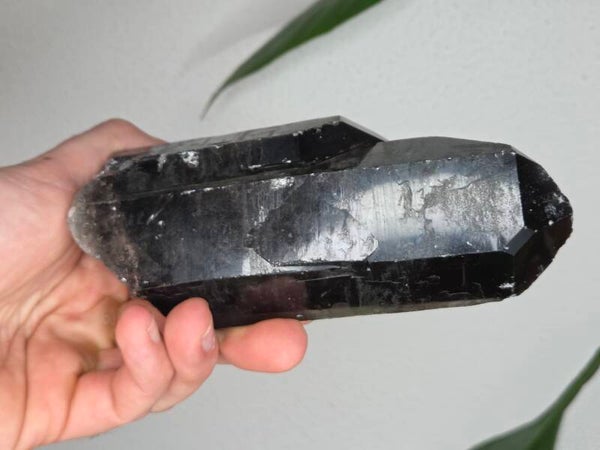 Rookkwarts Brazilië