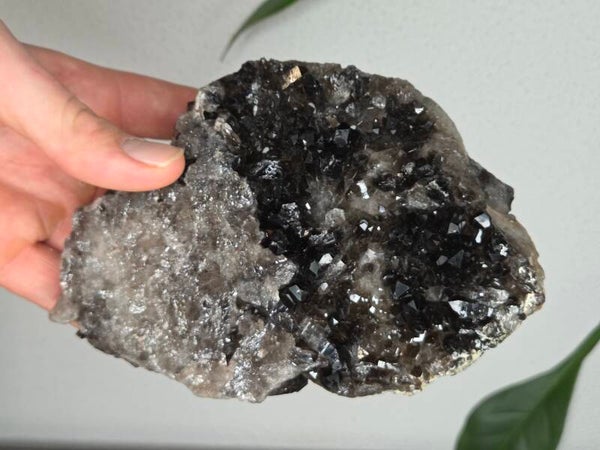 Rookkwarts Brazilië