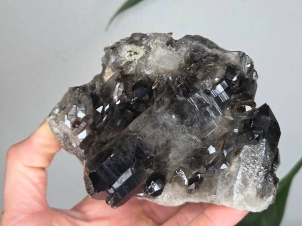 Rookkwarts Brazilië