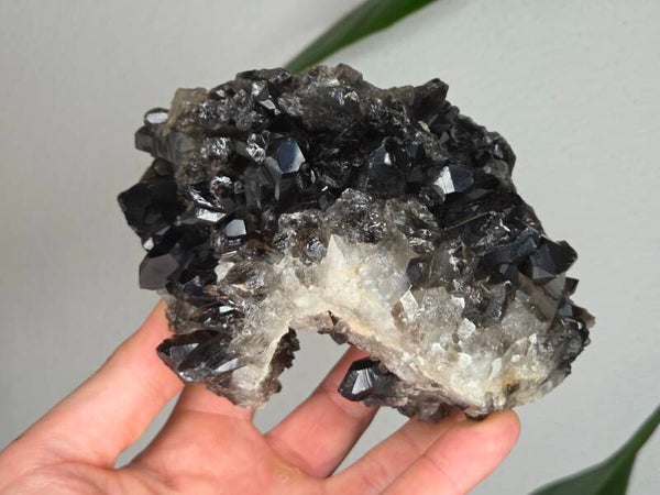 Rookkwarts Brazilië