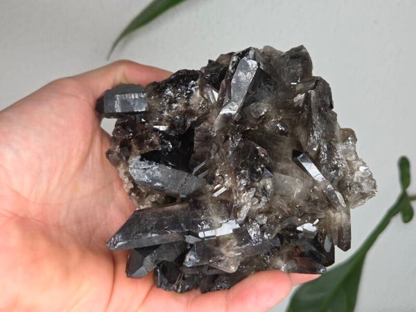 Rookkwarts Brazilië