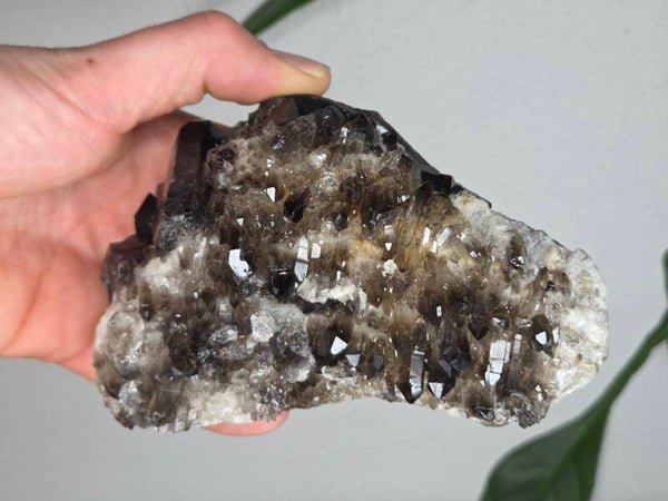 Rookkwarts Brazilië