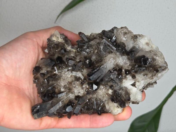 Rookkwarts Brazilië