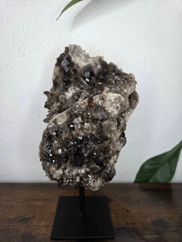 Rookkwarts op Standaard