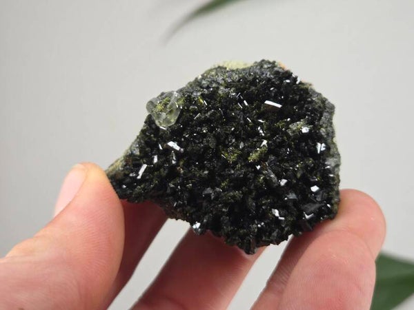 Epidoot met Kwarts Turkije