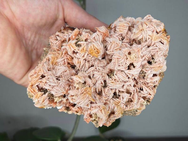Bariet Mibalden Marokko Roze