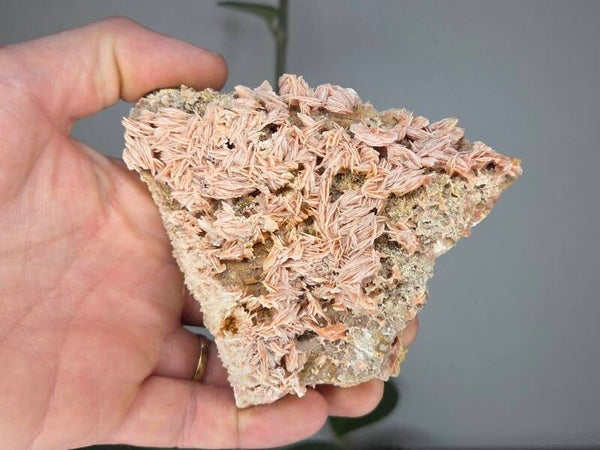 Bariet Mibalden Marokko Roze
