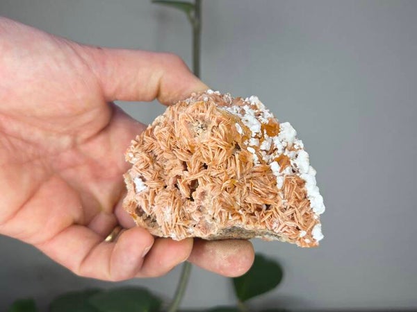 Bariet Mibalden Marokko Roze
