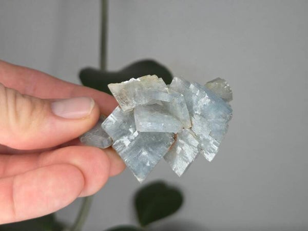 Blauwe Bariet Spanje