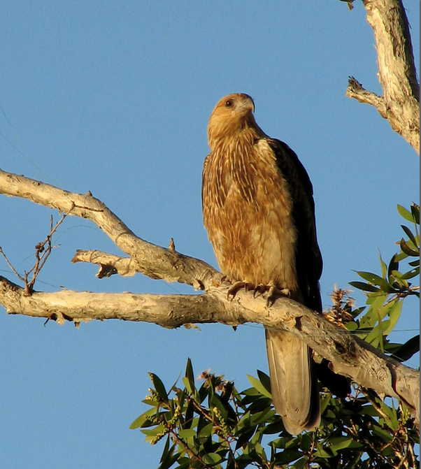 Brahminy Kite