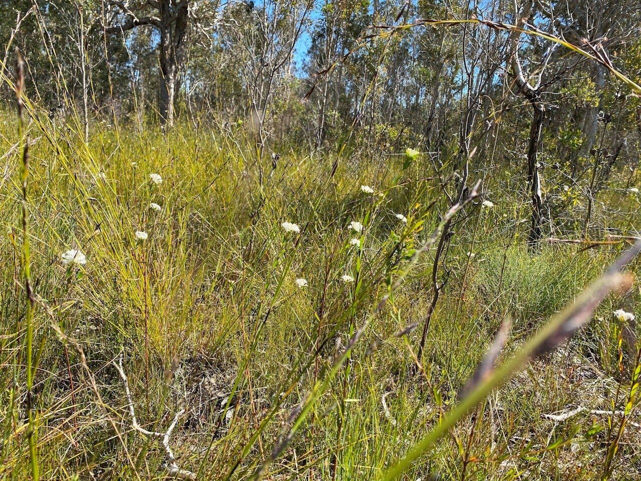 Wildflowers