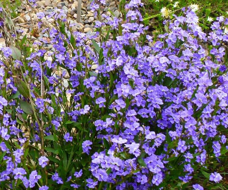 Dampiera (Dampiera stricta)